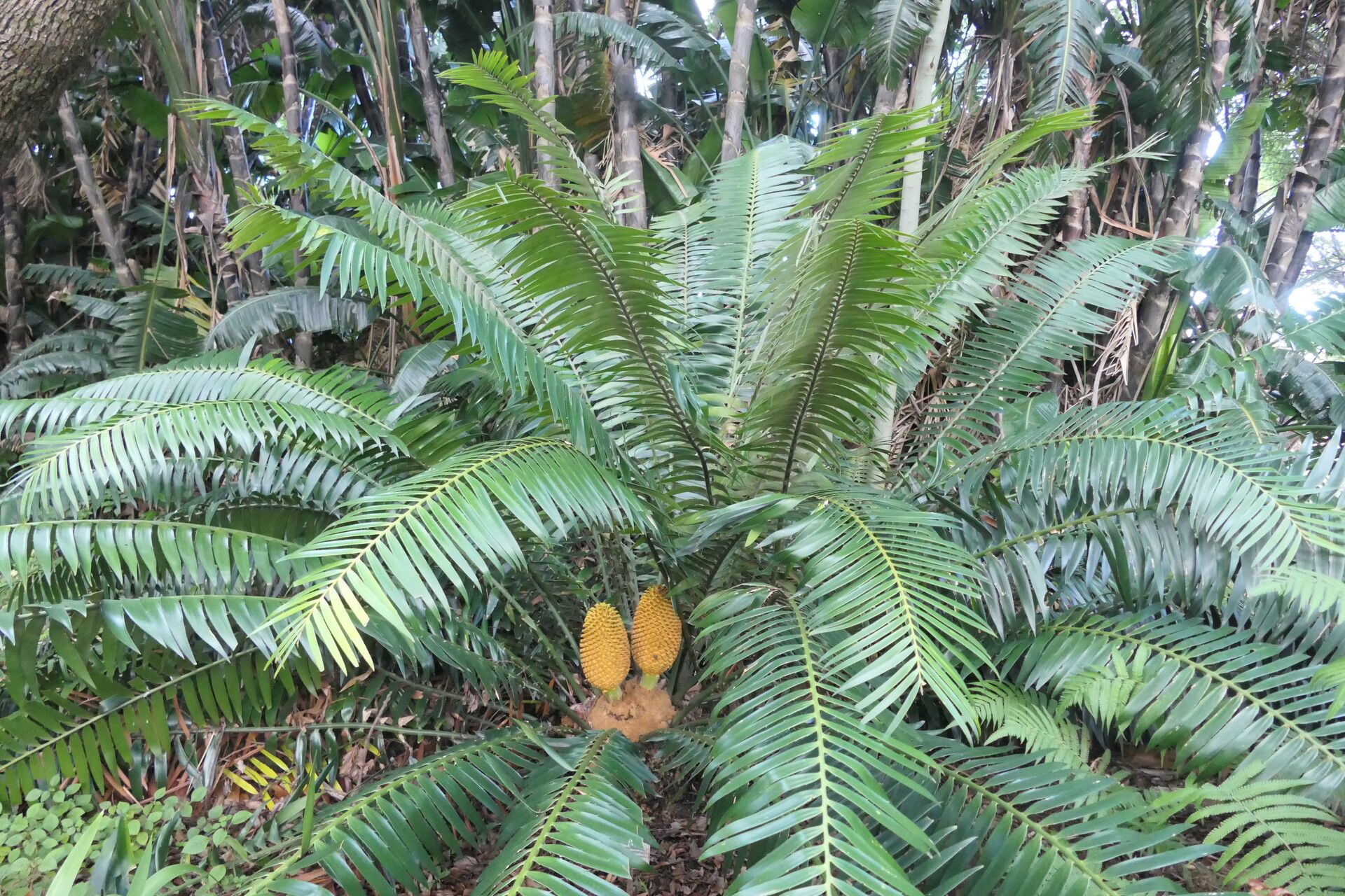 Encephalartos paucidentatus leaf