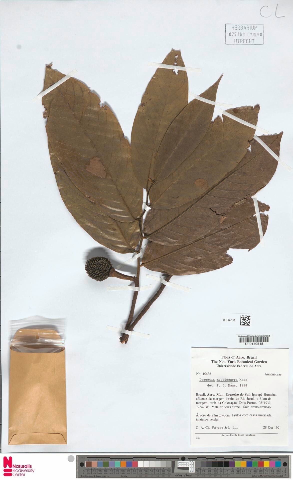 Duguetia megalocarpa fruit