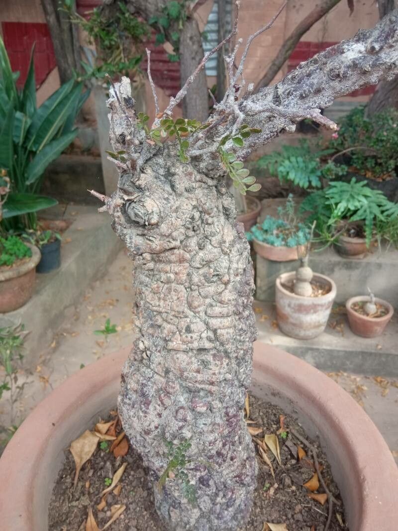 Operculicarya decaryi bark