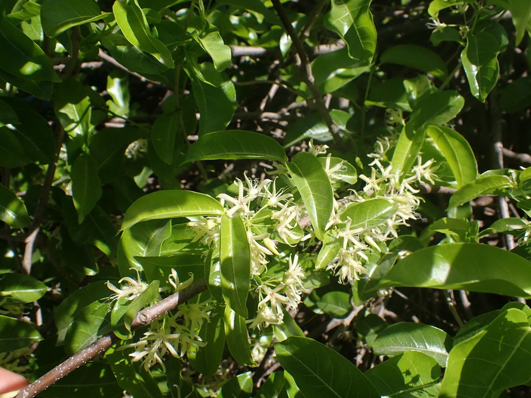 Pentopetia androsaemifolia — related species from the same genus