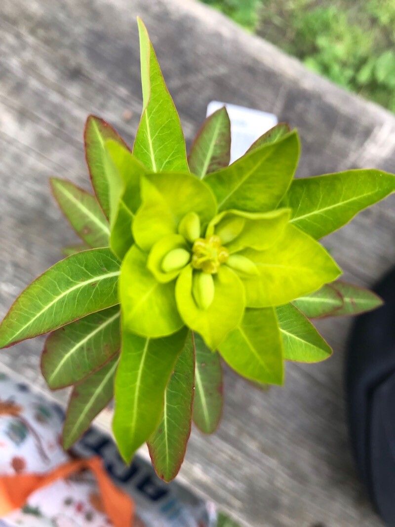 Euphorbia wallichii flower