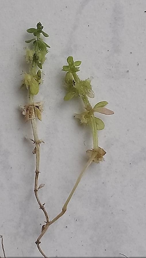 Valantia hispida — related species from the same genus