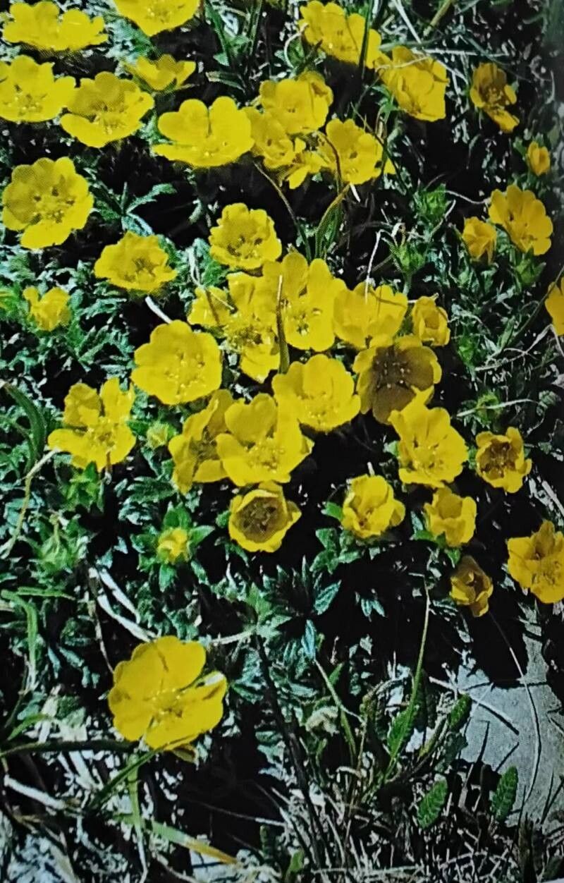 Potentilla × diversifolia — search result for 'Potentilla'