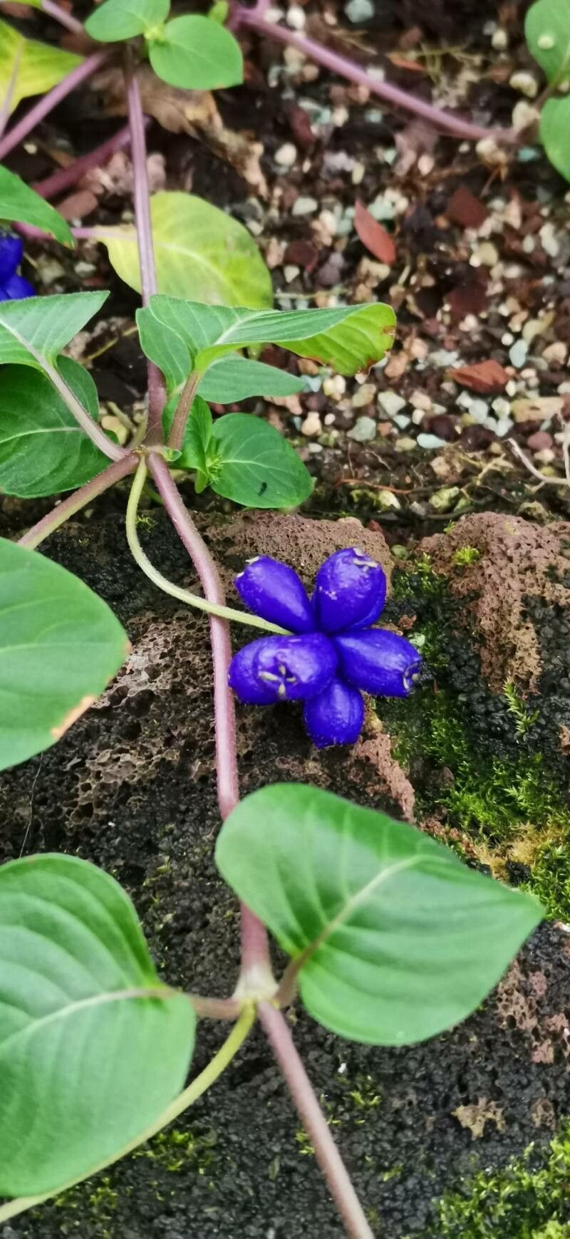 Coccocypselum guianense habit