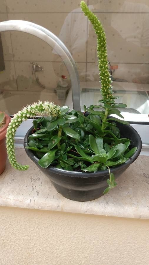 Orostachys malacophylla habit