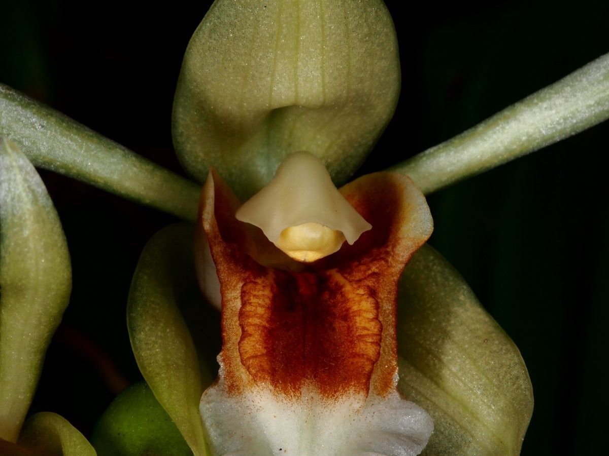 Coelogyne lycastoides bark