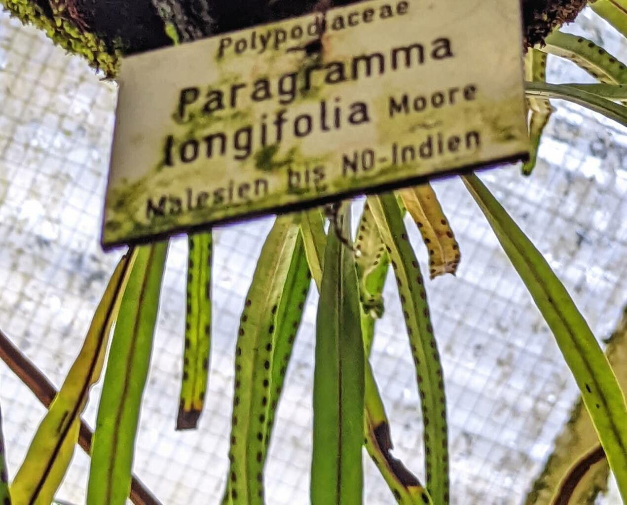 Lepisorus longifolius fruit