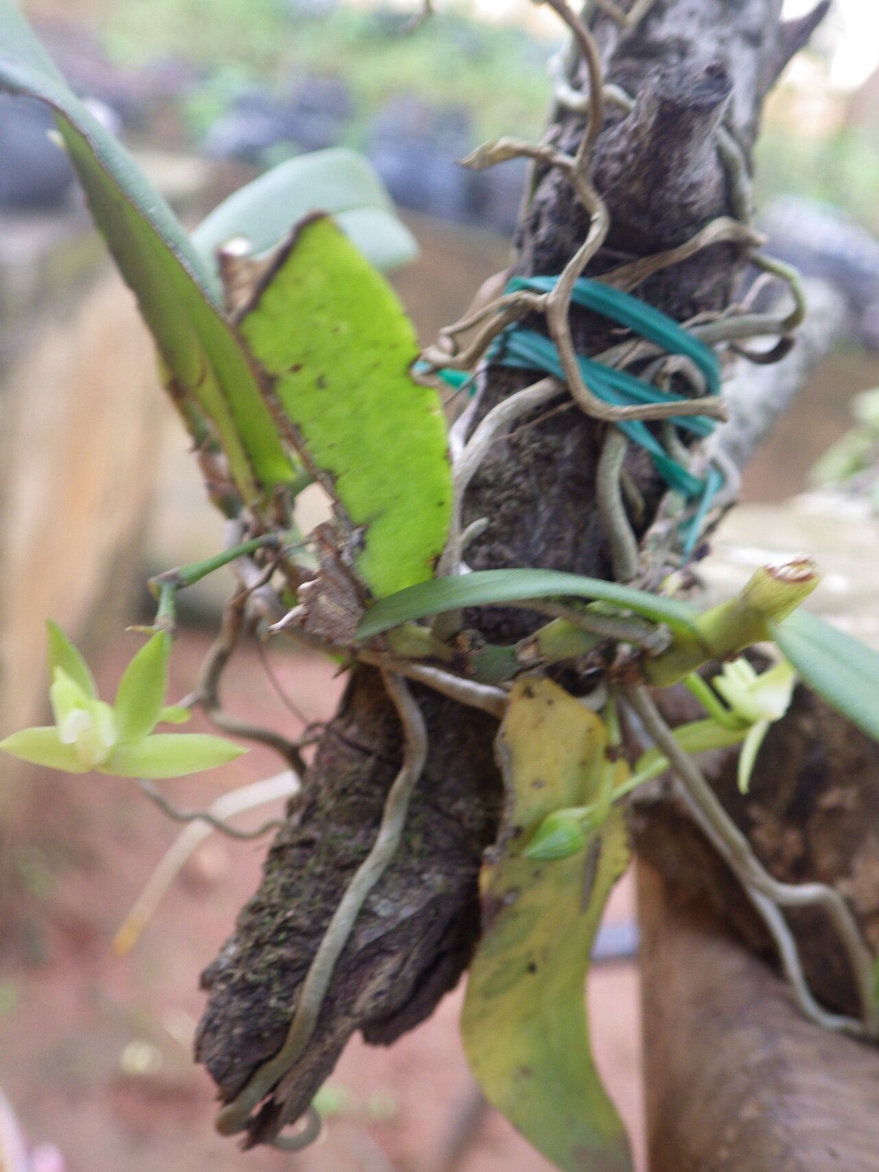 Angraecum multinominatum habit