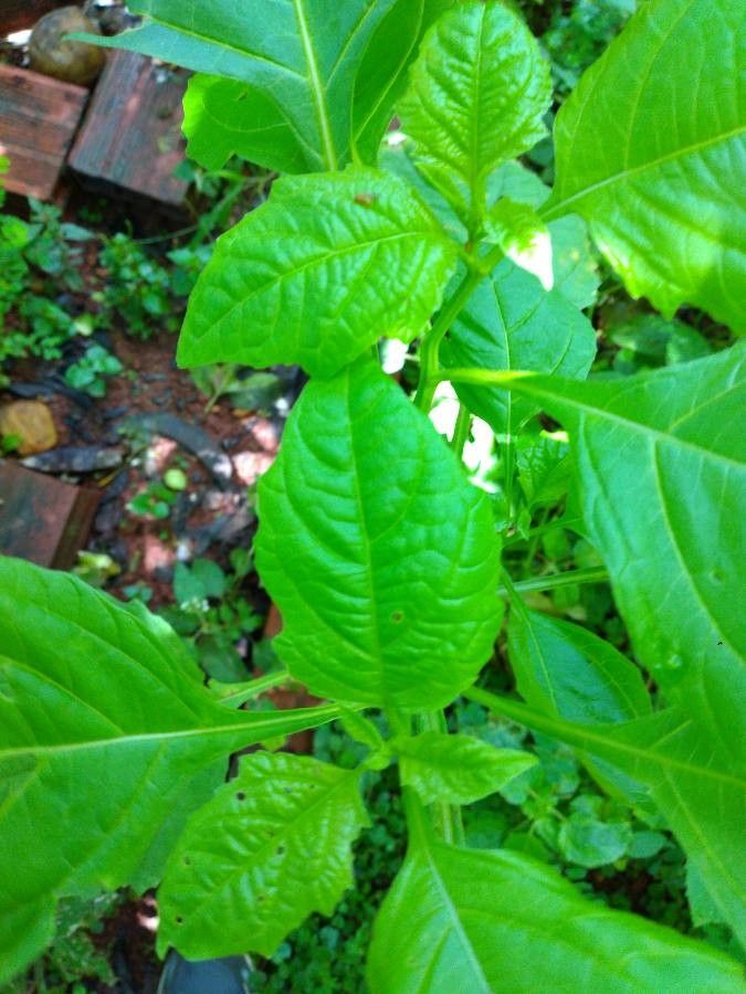Physalis ixocarpa leaf