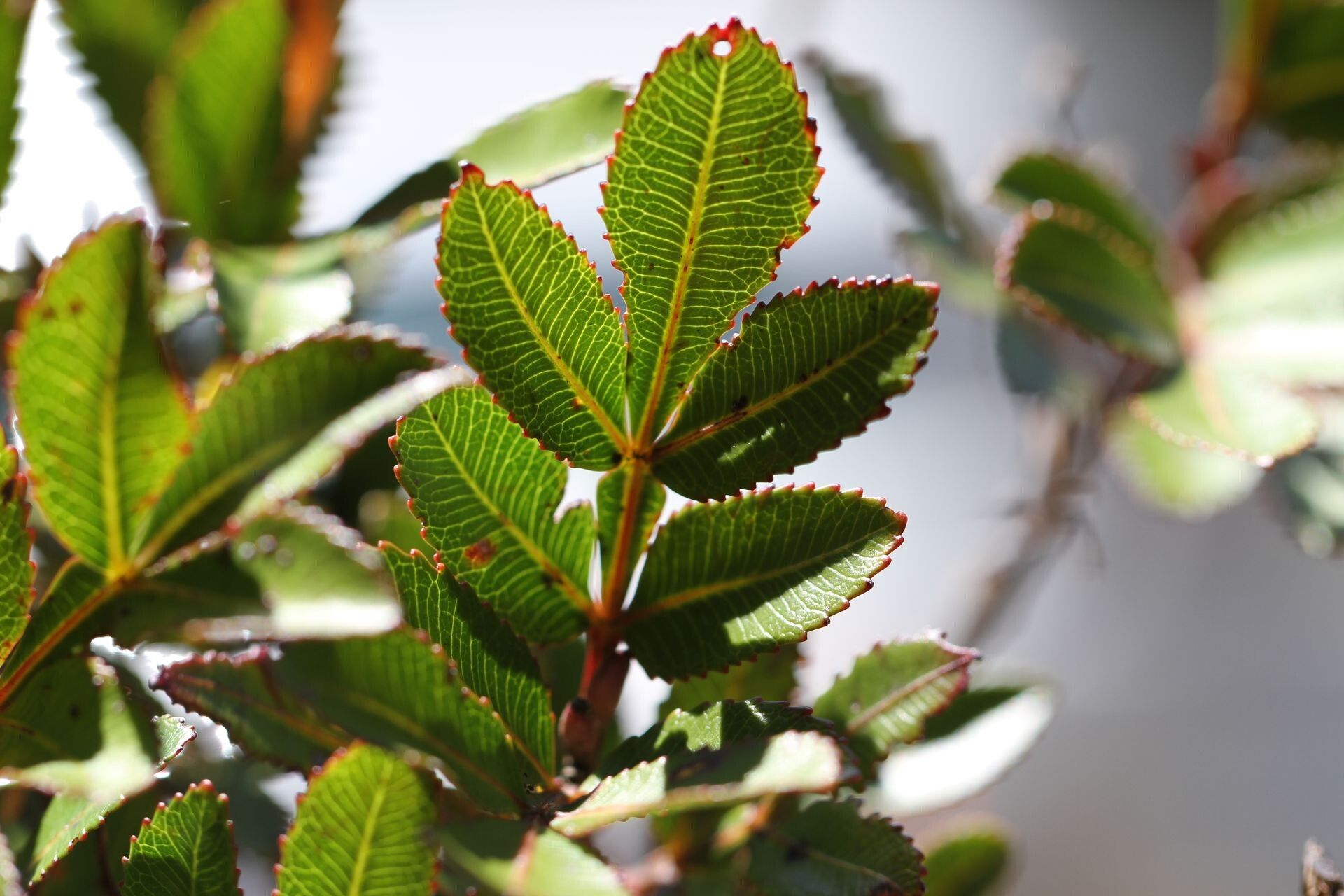 Cunonia aoupiniensis leaf