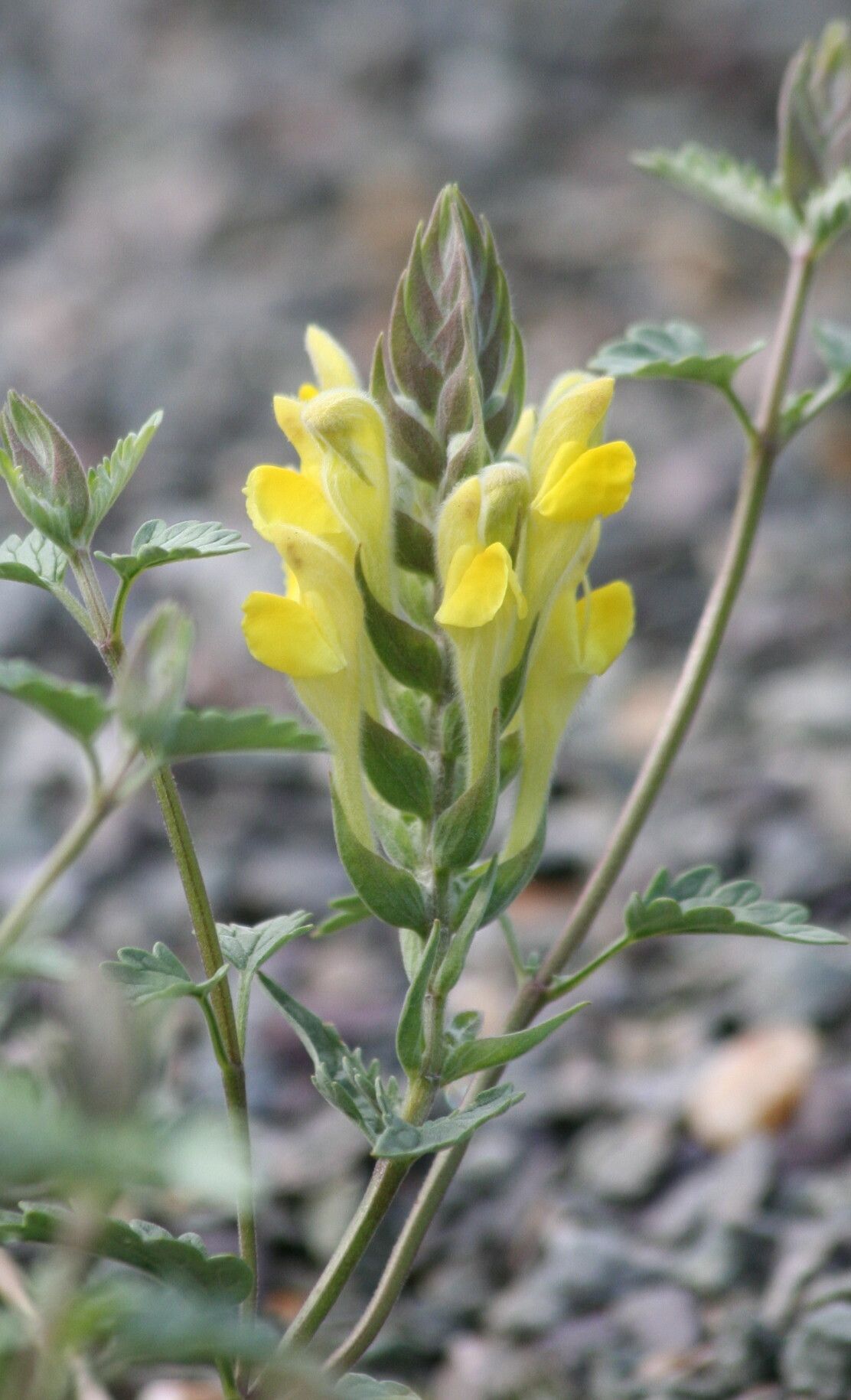 Scutellaria mesostegia — houseplant care guide