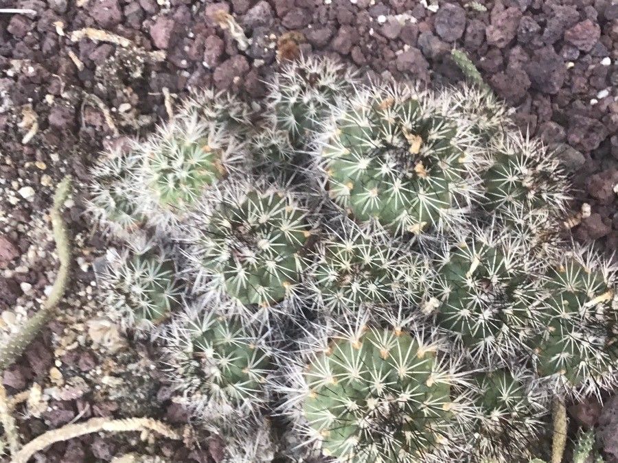 Turbinicarpus horripilus leaf