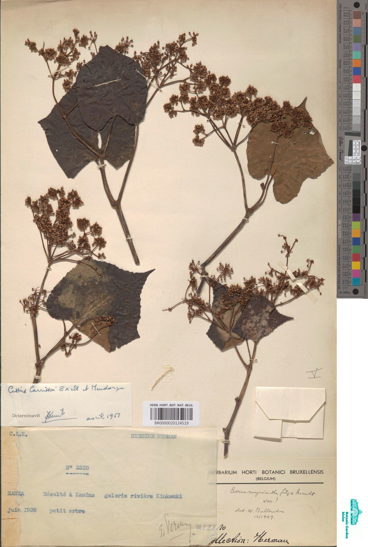 Cissus carrissoi — houseplant care guide