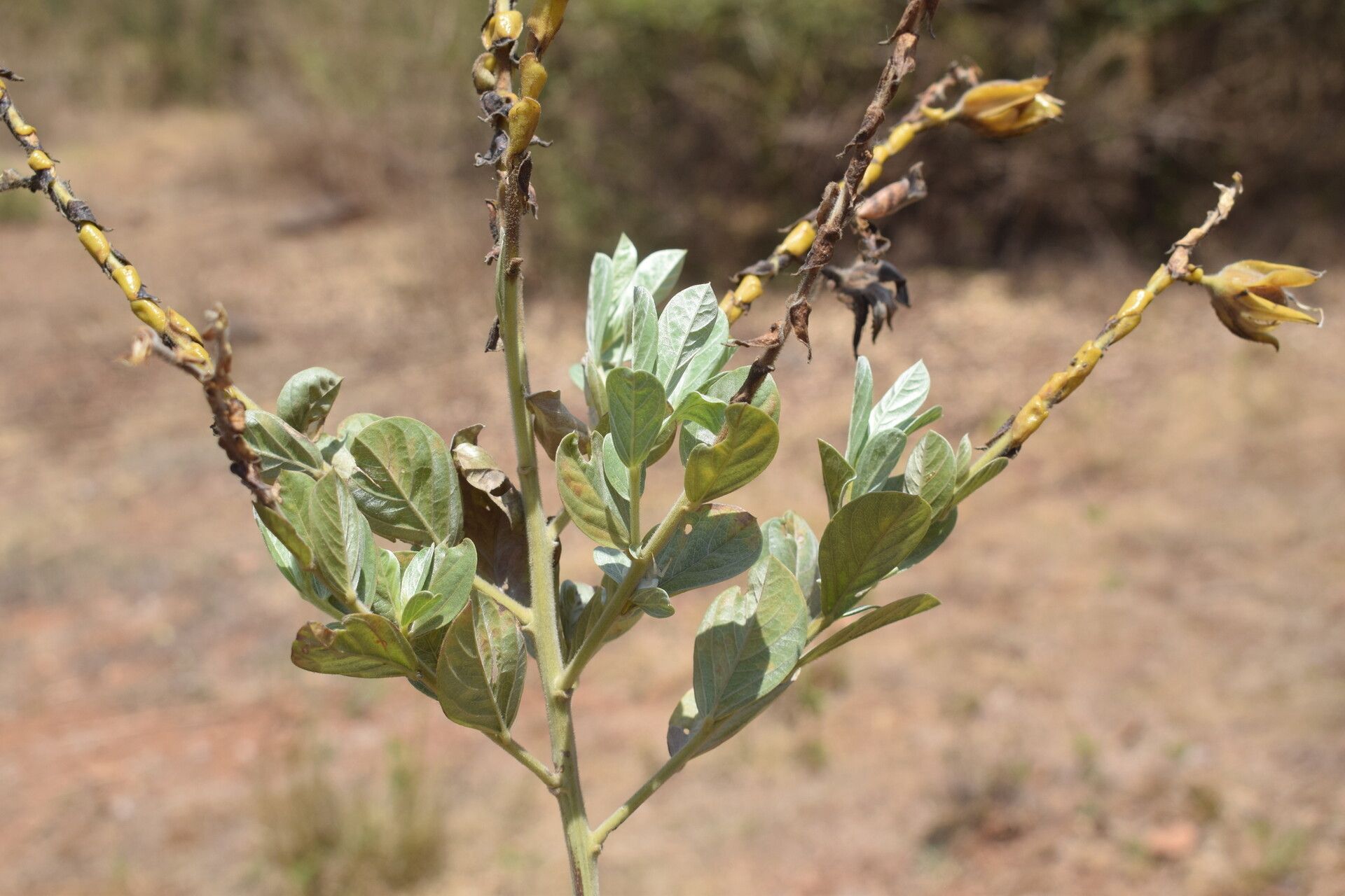Crotalaria pulchra leaf