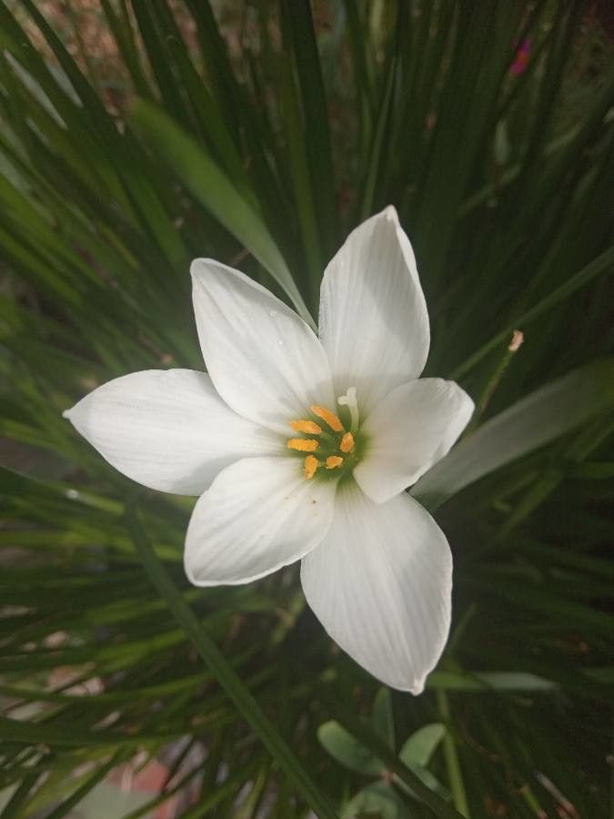 Zephyranthes Candida flower