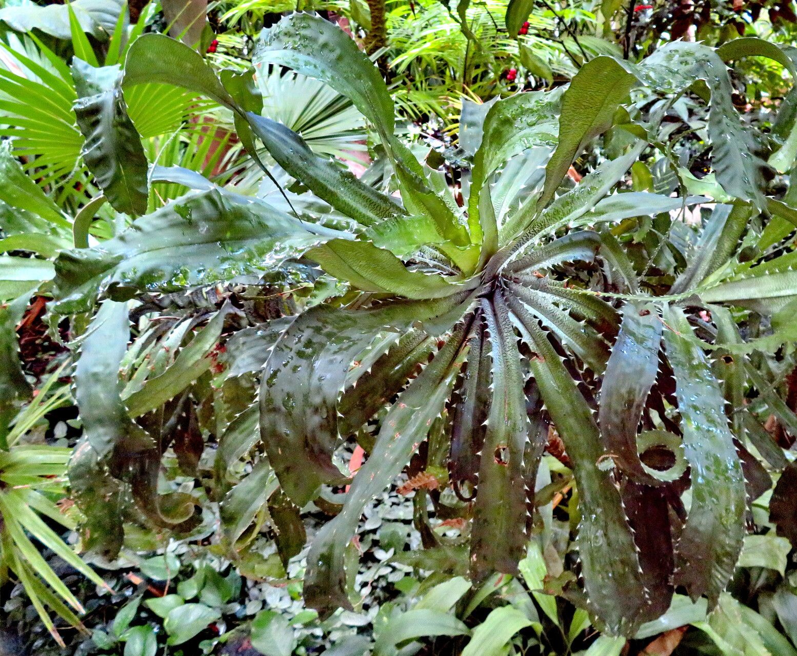 Varronia bonplandii habit
