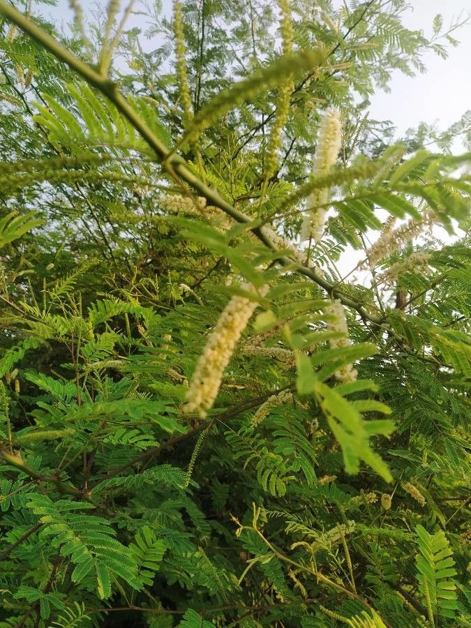 Prosopis velutina flower
