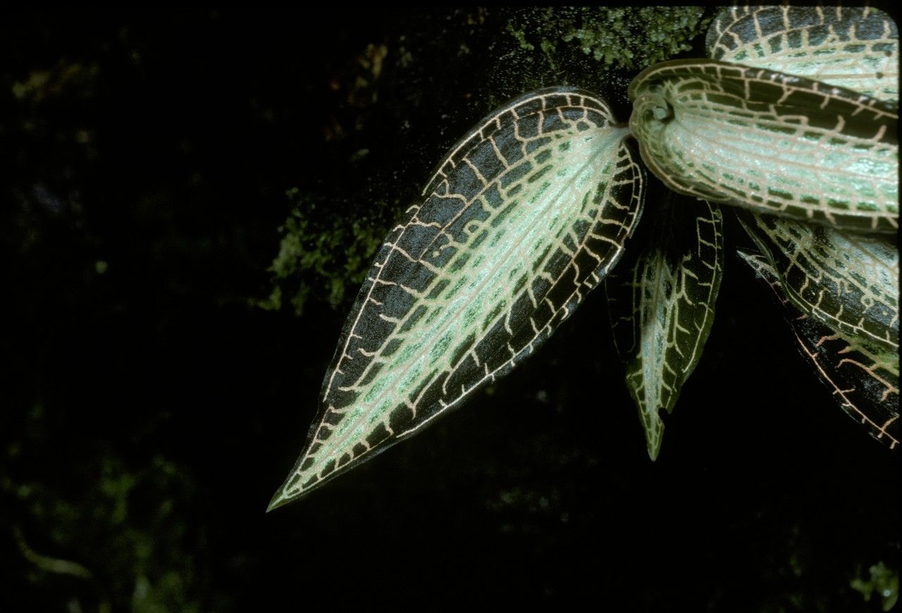 Anoectochilus roxburghii — search result for 'Hong Kong'