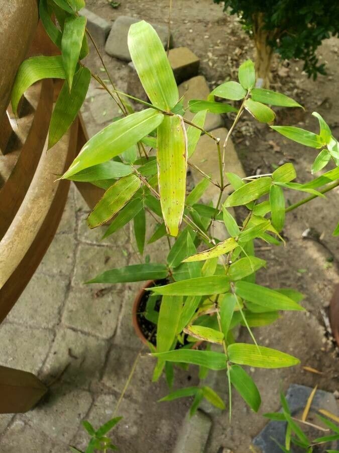Bambusa ventricosa habit
