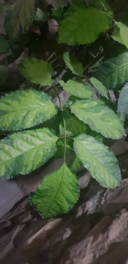 Schefflera attenuata — search result for 'Schefflera'