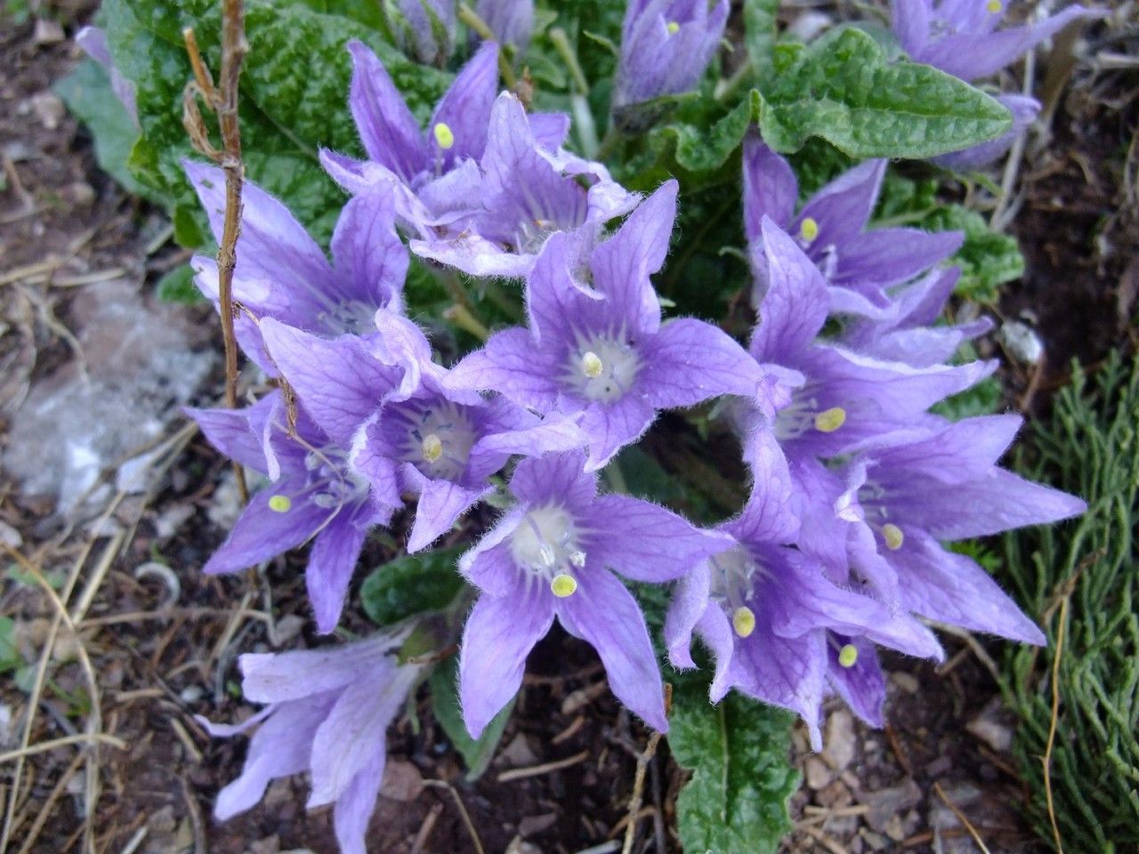 Mandragora officinalis flower