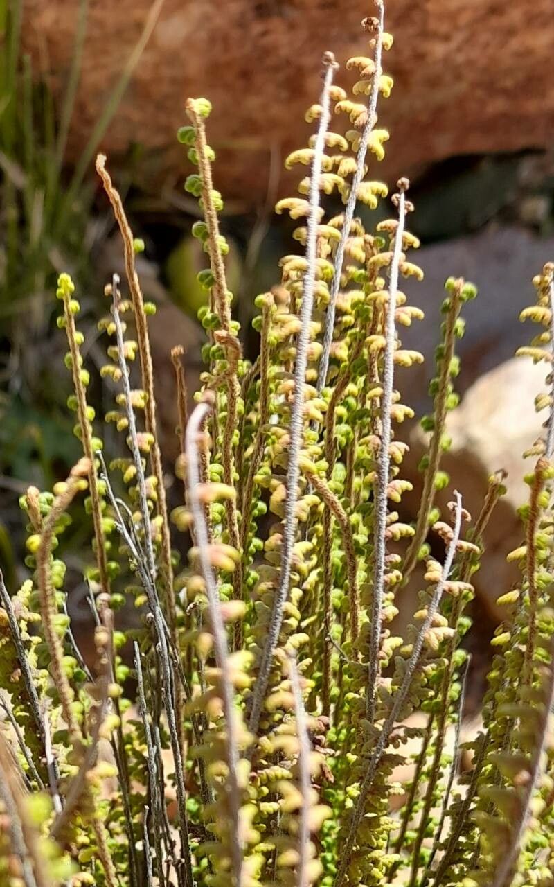 Hemionitis pruinata — houseplant care guide