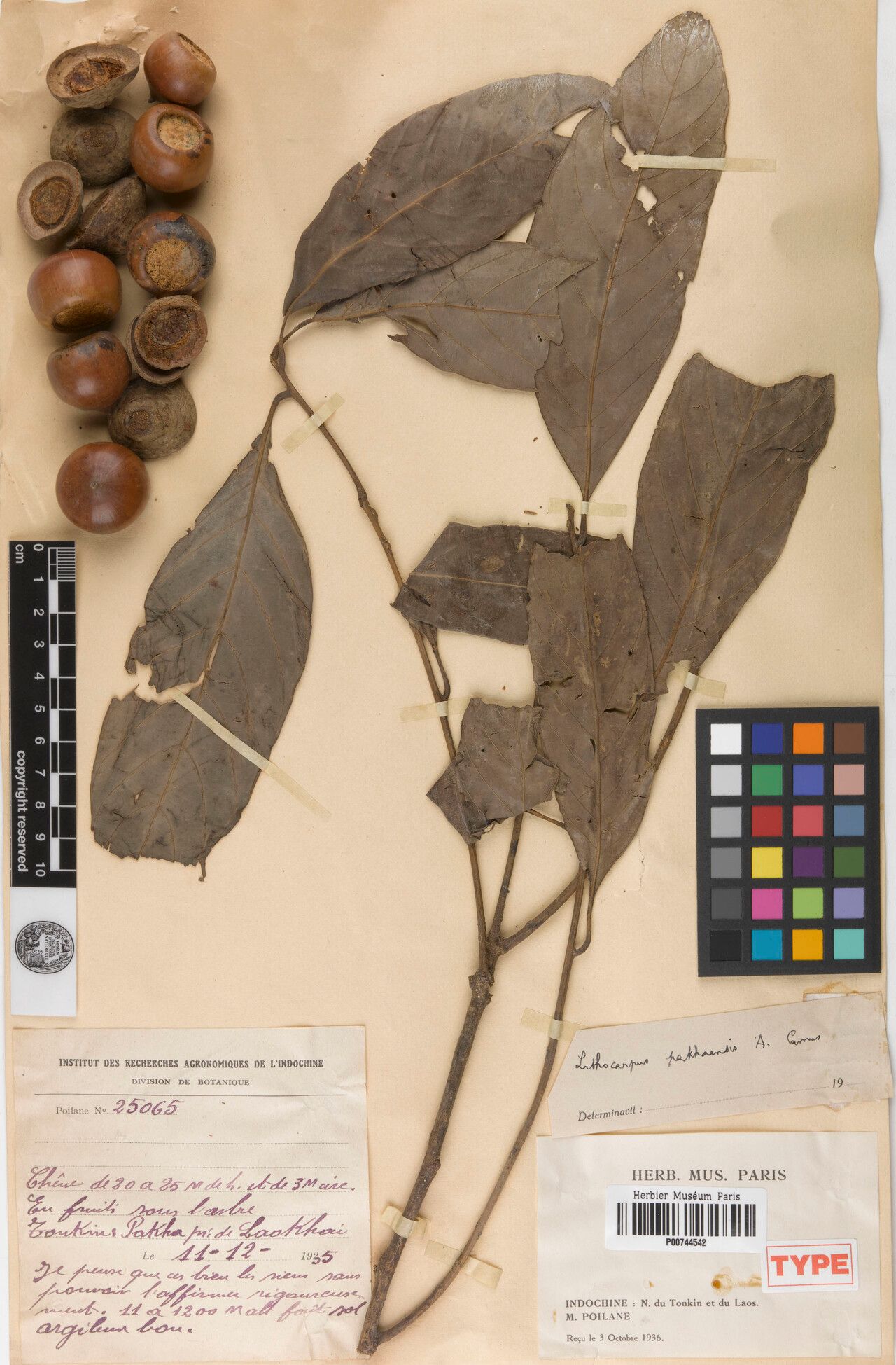 Lithocarpus pakhaensis — search result for 'Lithocarpus'