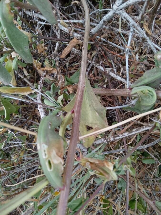 Talinum portulacifolium — search result for 'Talinum'