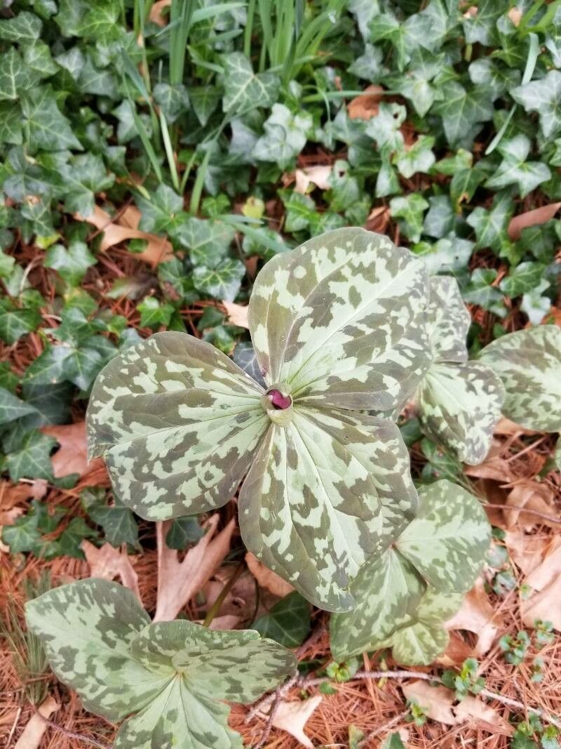 Trillium cuneatum