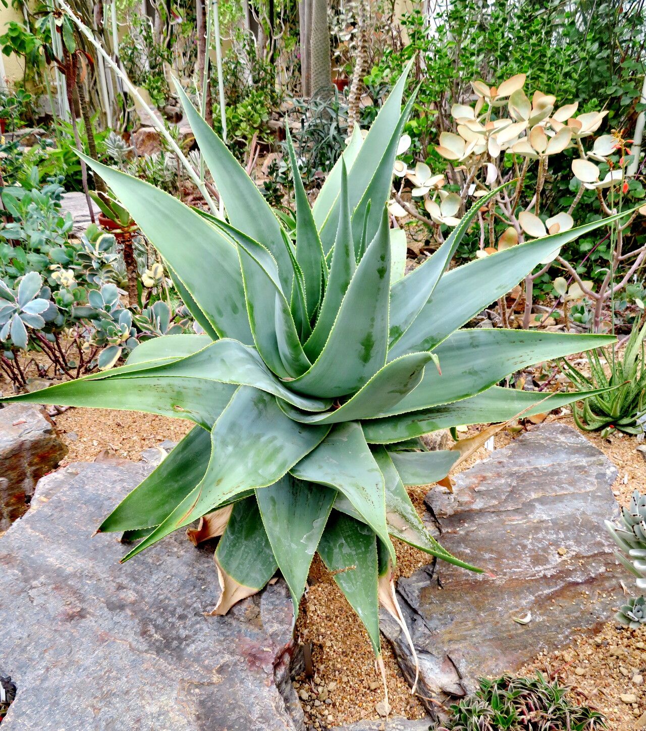 Aloe viguieri habit