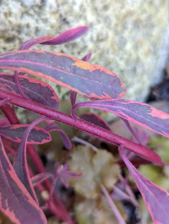 Euphorbia x martinii bark