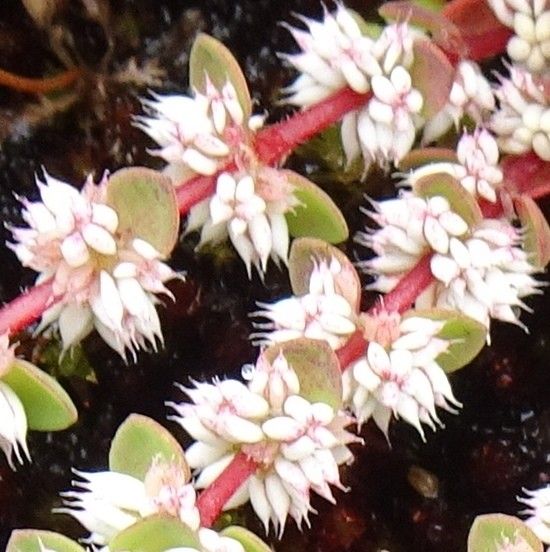 Illecebrum verticillatum flower