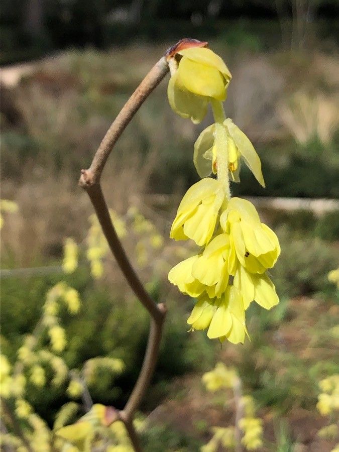 Corylopsis spicata flower