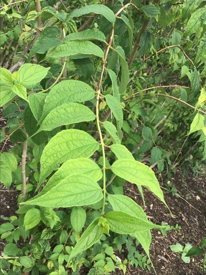 Philadelphus tomentosus — houseplant care guide