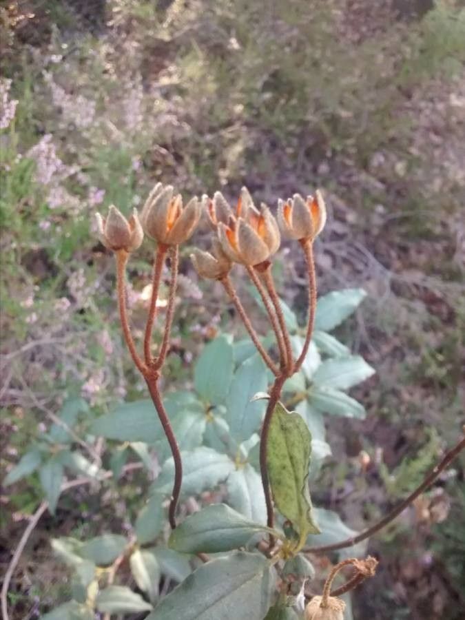 Cistus albidus fruit