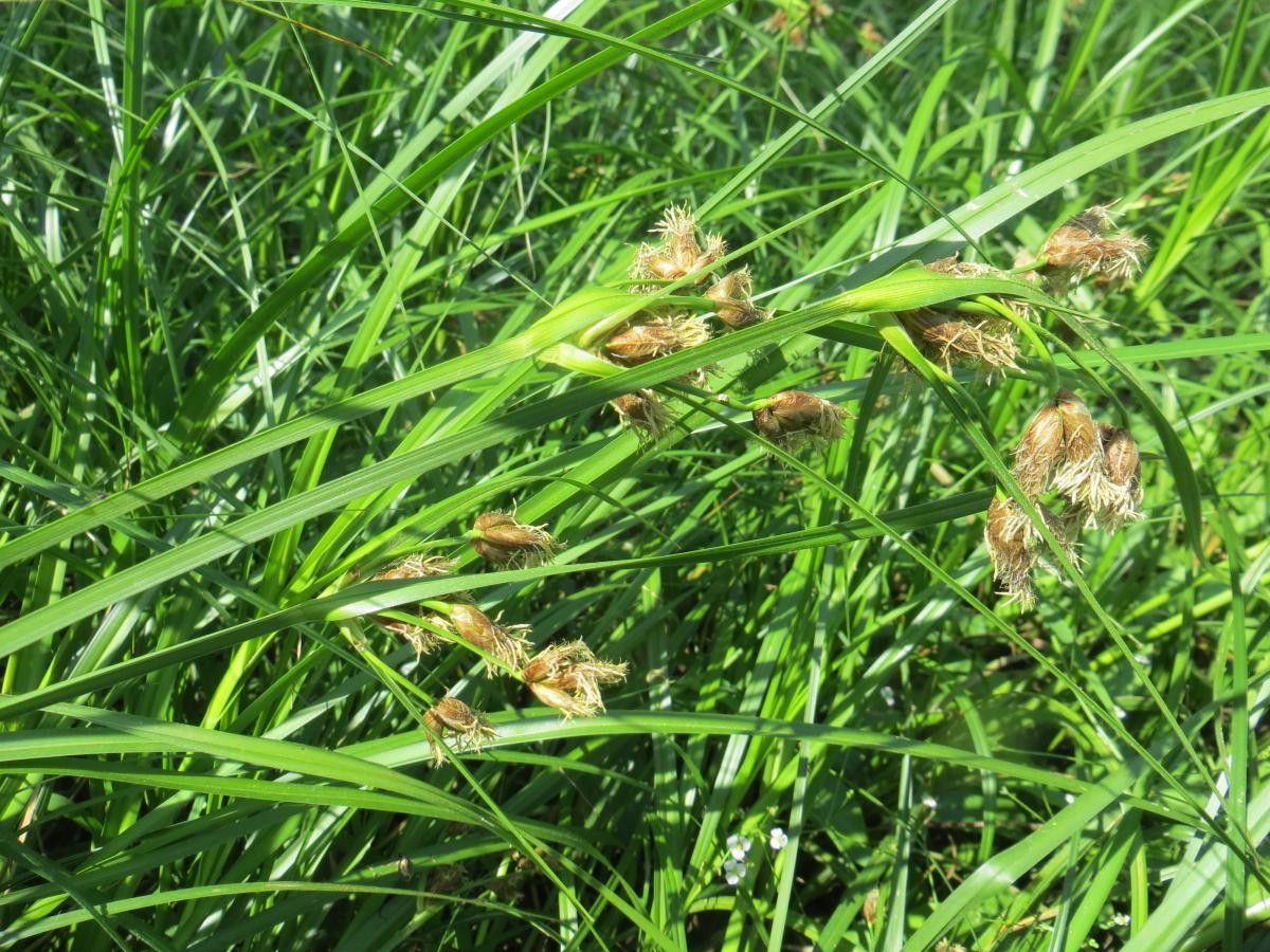 Bolboschoenus laticarpus fruit
