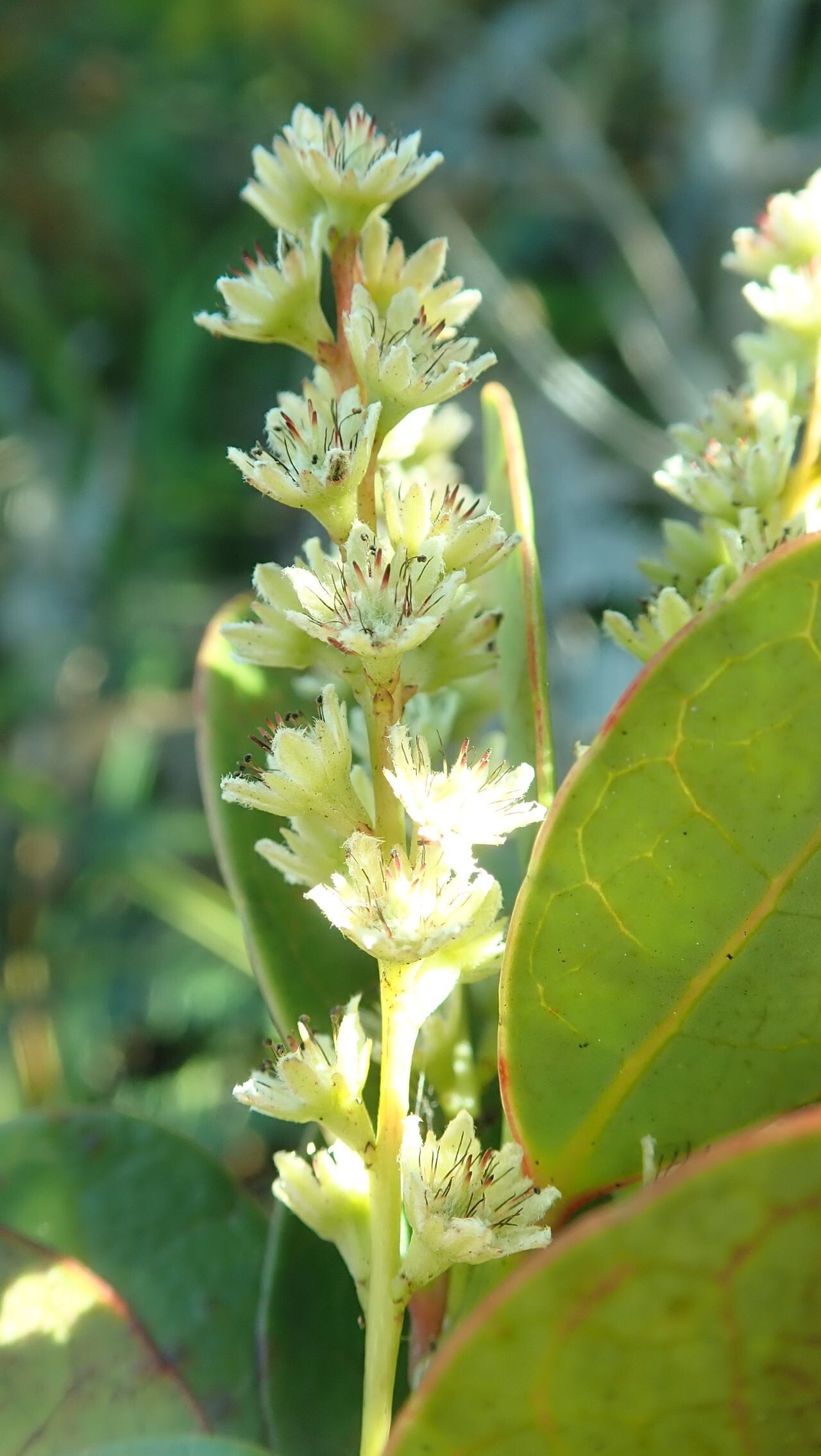 Homalium kanaliense — houseplant care guide