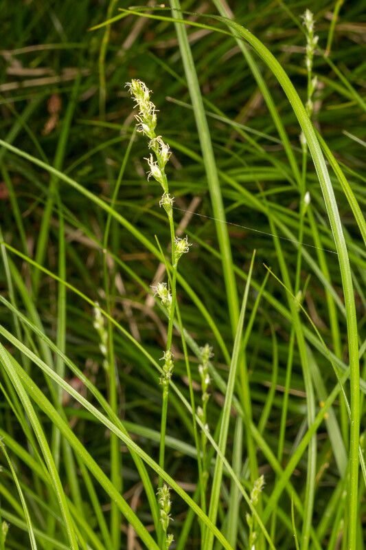 Carex divulsa flower
