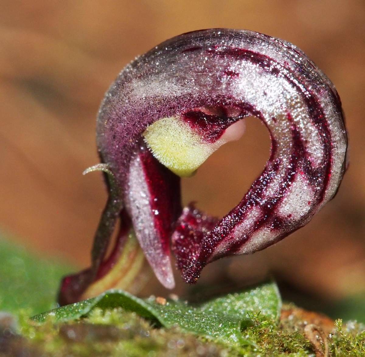 Corybas echinulus fruit