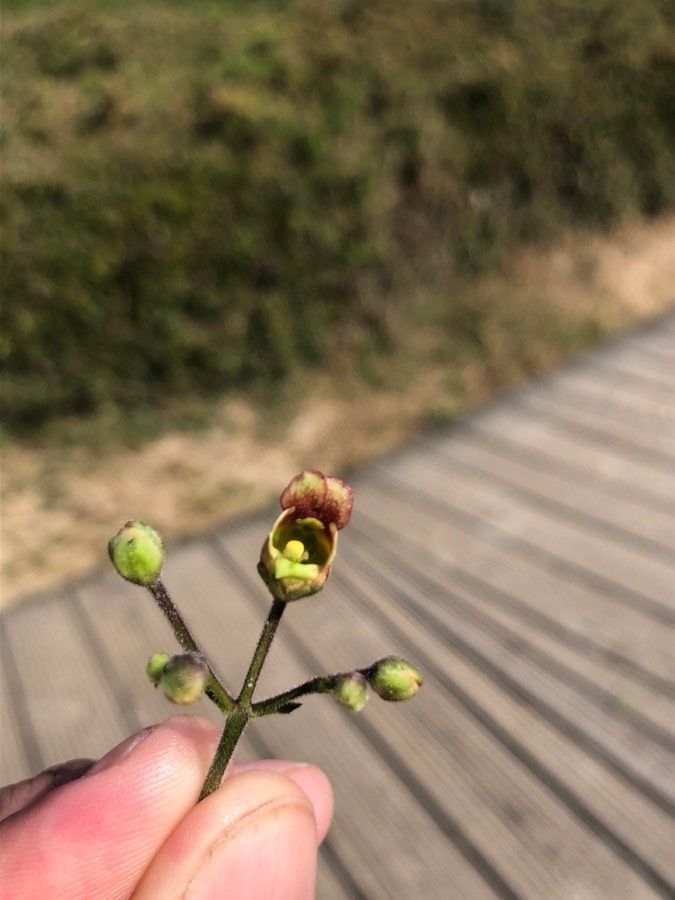 Scrophularia scorodonia flower