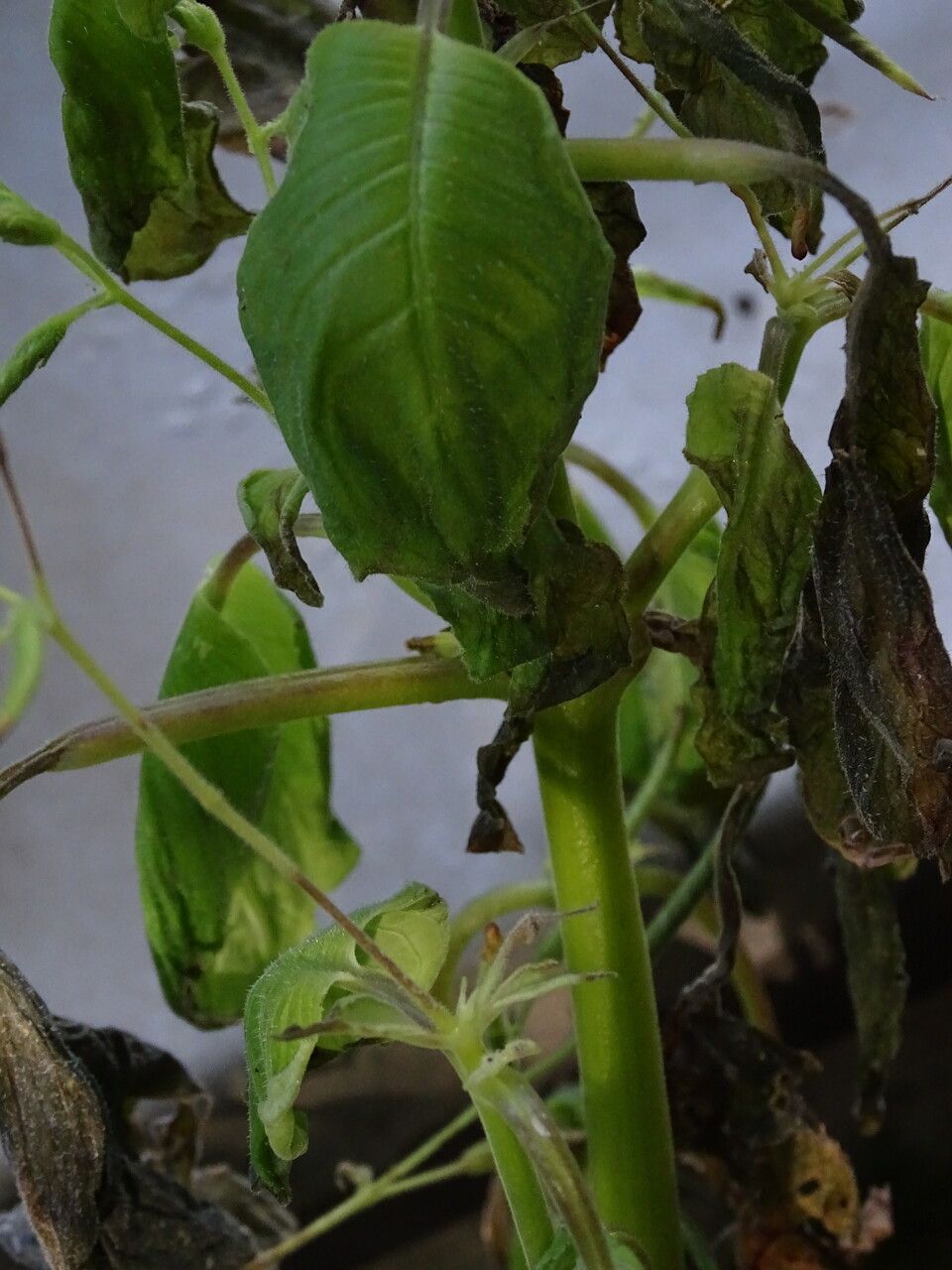 Indigofera suffruticosa