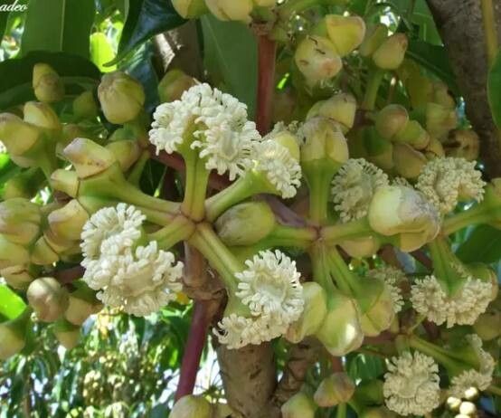 Heptapleurum calyptratum flower