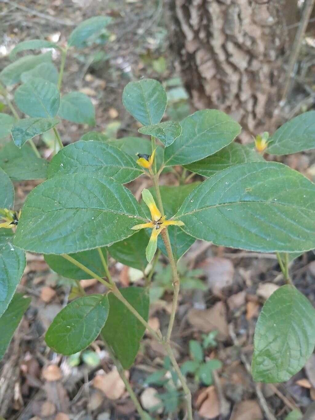 Palicourea prunifolia flower