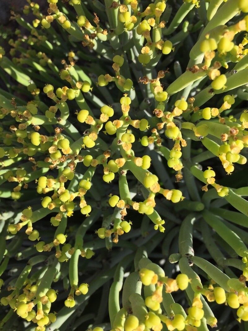Euphorbia aphylla fruit