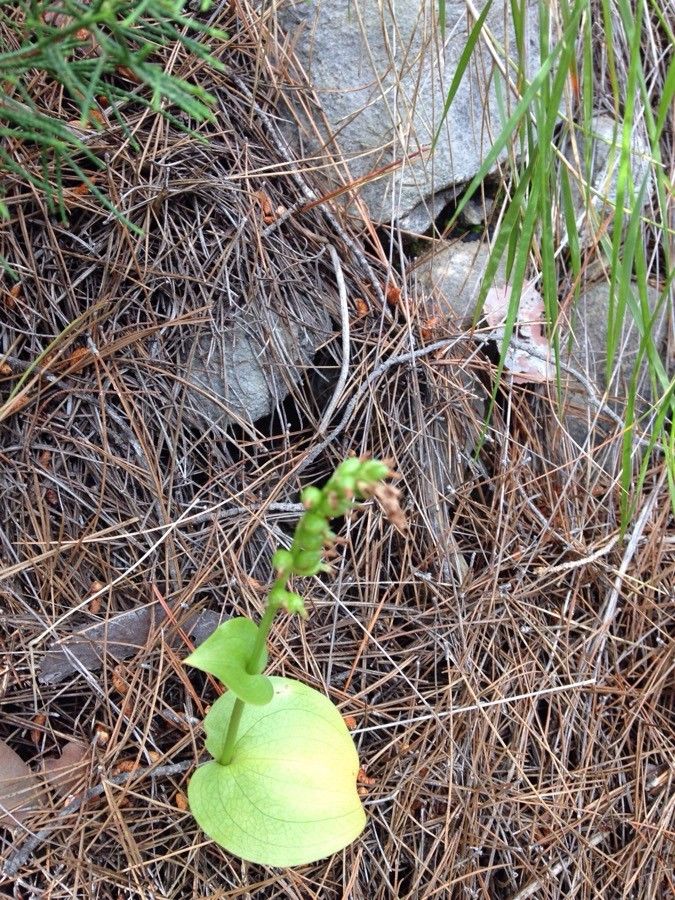 Goodyera oblongifolia fruit