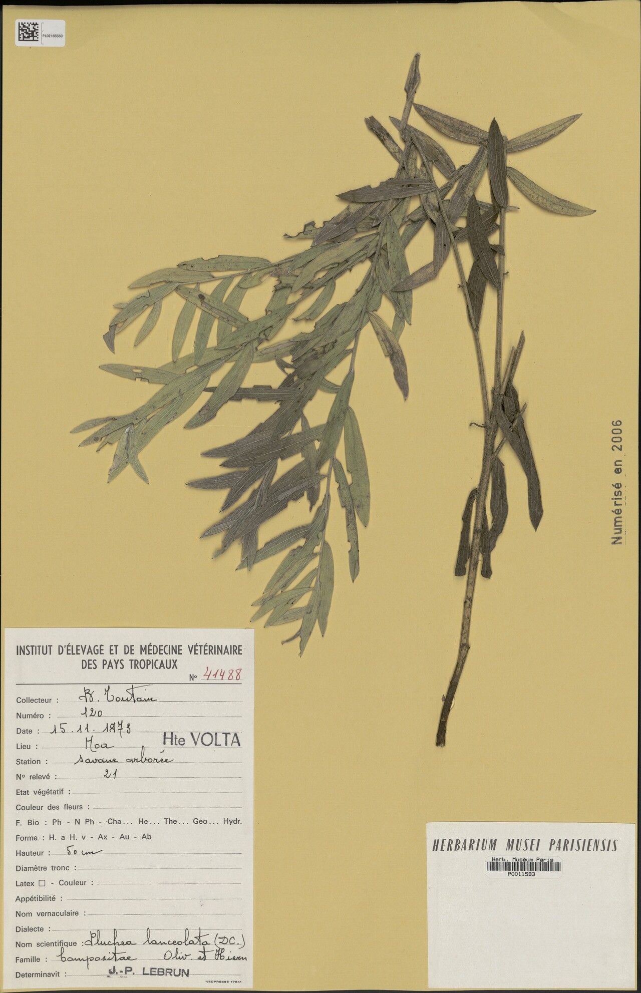 Pluchea lanceolata — search result for 'Pluchea'