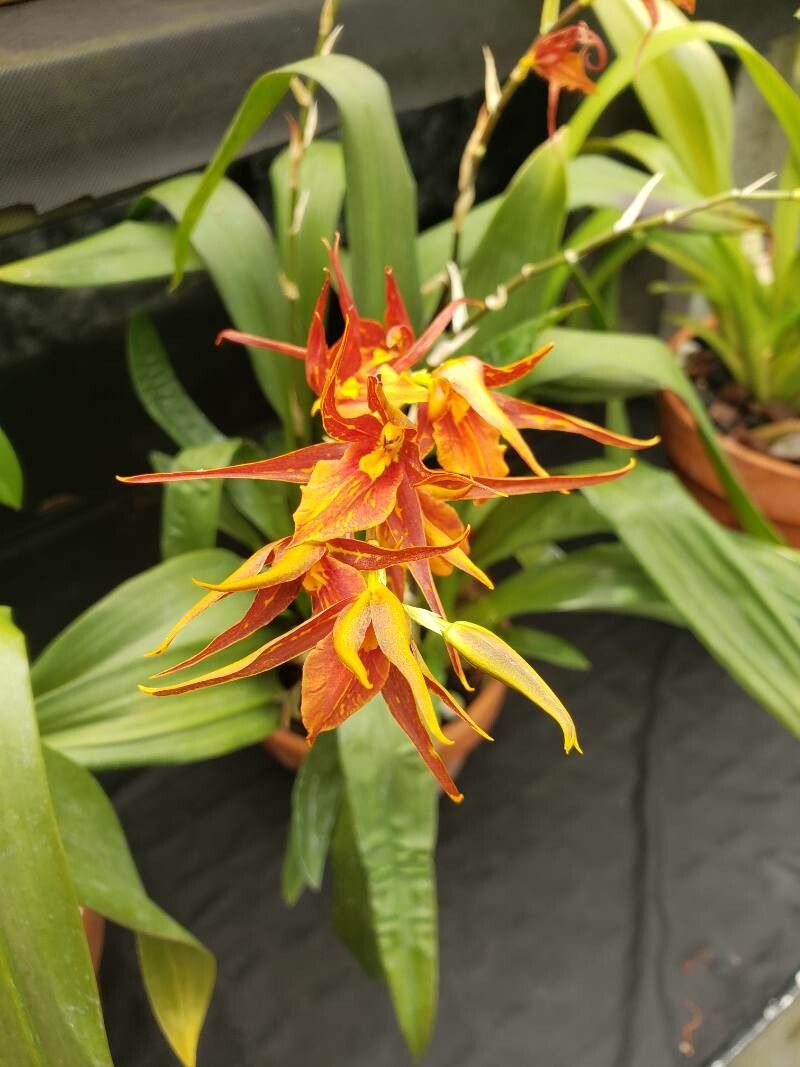 Brassia arachnoidea flower