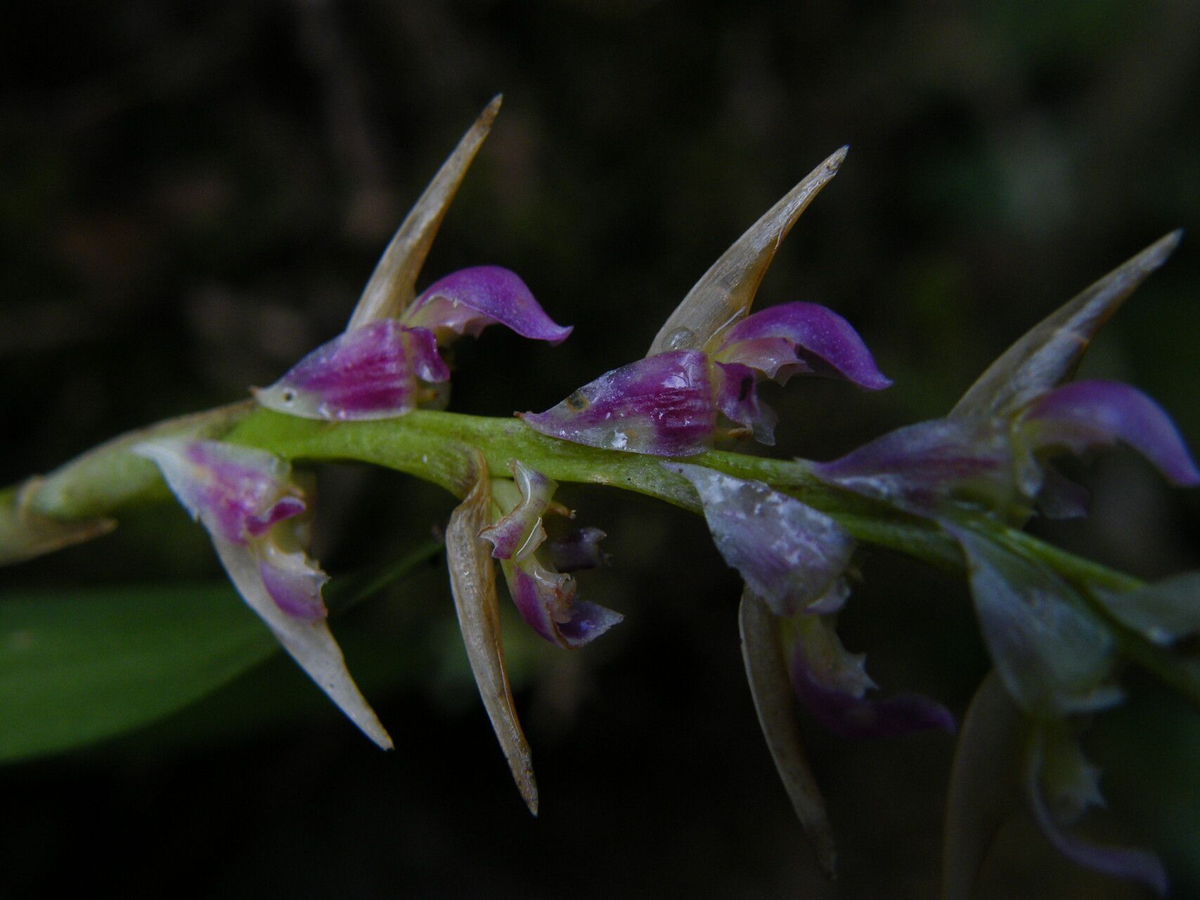 Bulbophyllum bifarium flower
