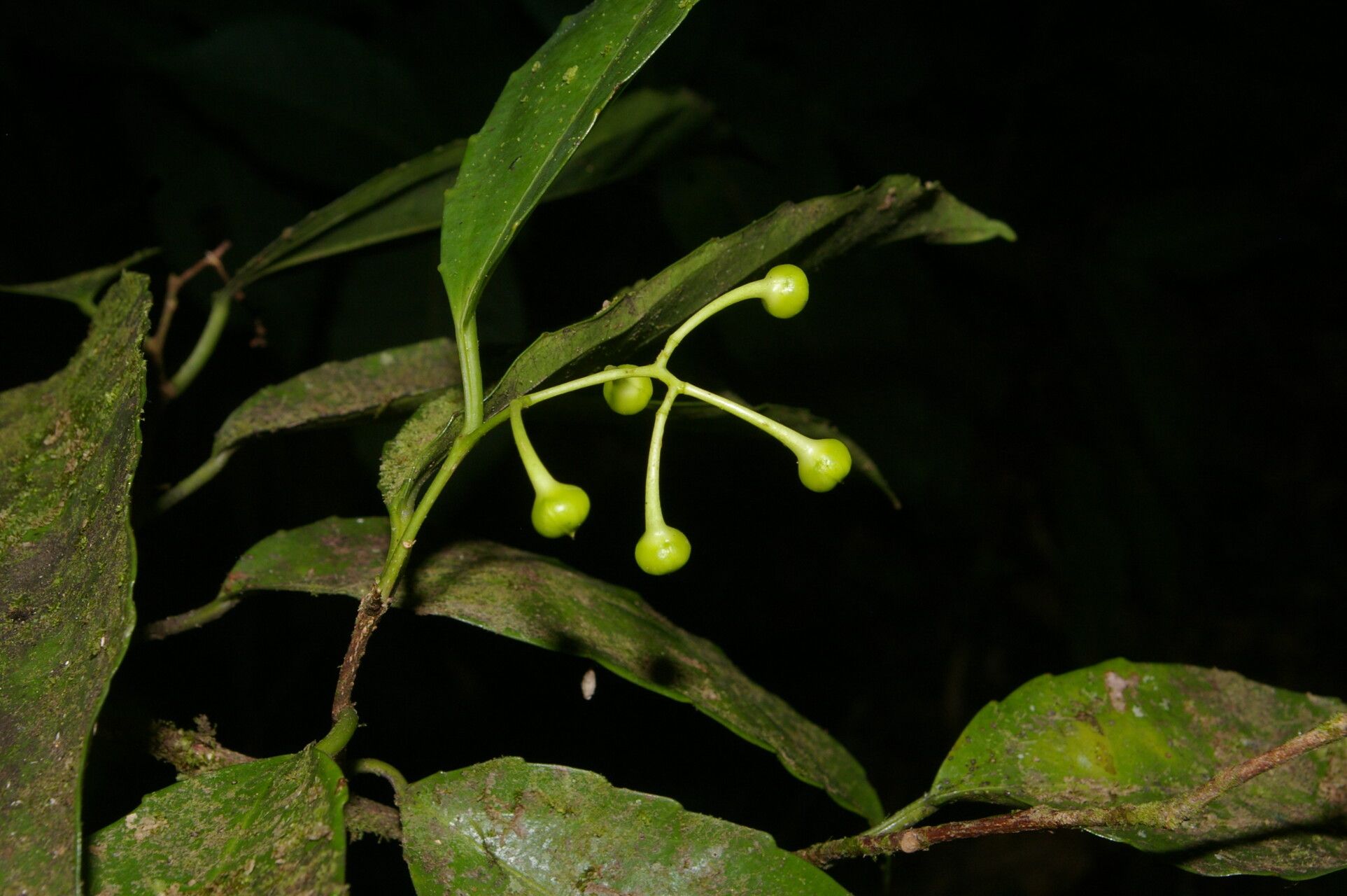 Hasseltiopsis dioica fruit