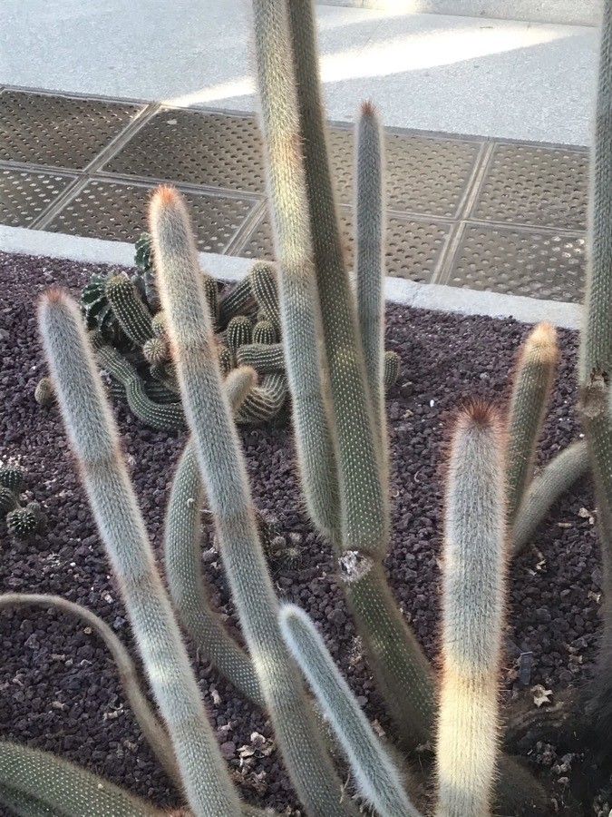 Oreocereus doelzianus leaf